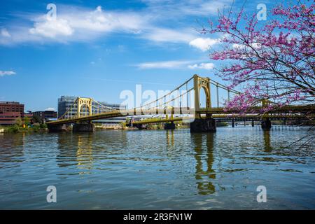 Kirschblüten und blauer Himmel umrahmen die Andy Warhol Bridge und die Rachel Carson Bridge über dem Allegheny River in Pittsburgh, Pennsylvania. Stockfoto