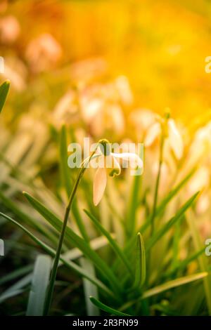 Schneeflockenblume im Frühling, Leucojum vernum. Schneegropfenblumen im sonnenbeleuchteten Hintergrund. Hallo Frühlingskonzept. Wunderschöne Natur Backgro Stockfoto