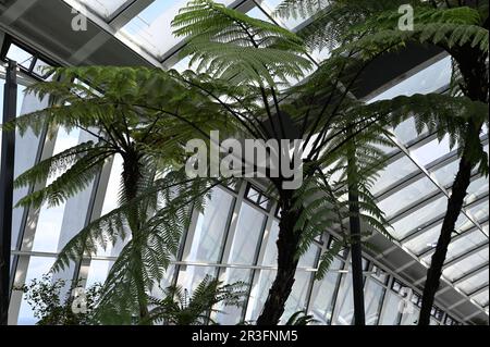 London, Großbritannien. 23. Mai 2023. The Sky Garden auf den 35 Etagen, London, UK Credit: Siehe Li/Picture Capital/Alamy Live News Stockfoto