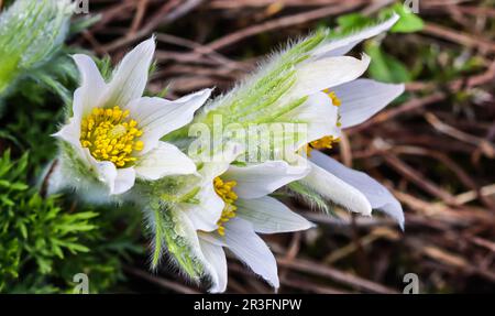 Wunderschöne weiße Seidenblumen pulsatilla alpina im Frühlingsgarten Stockfoto