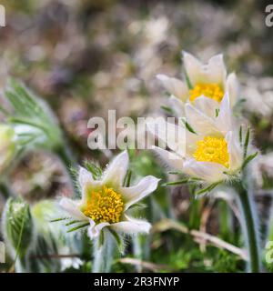 Wunderschöne weiße Seidenblumen pulsatilla alpina im Frühlingsgarten Stockfoto