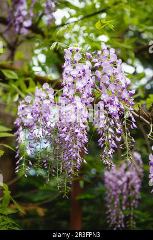 Wisteria blüht im Frühling. Nahaufnahme der wunderschönen Wisteria-Blume im Garten. Warmes Maiwetter. Blühende Wisteria im Frühling, Stockfoto