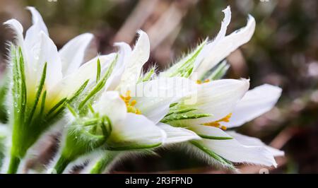 Wunderschöne weiße Seidenblumen pulsatilla alpina im Frühlingsgarten Stockfoto