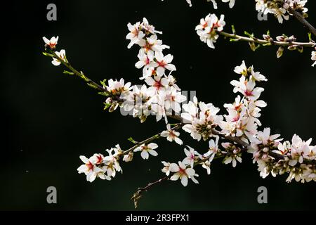 Almendo en Flor, Randa, Municipio de Algaida, Mallorca, Balearen, Spanien, Europa. Stockfoto