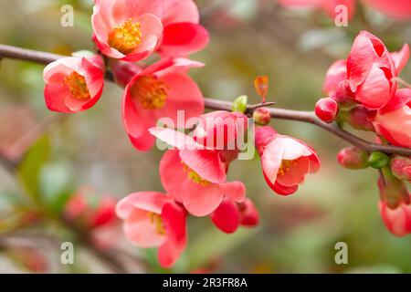 Makro aus hellroter Frühlingsblüte mit japanischer Quittung oder Chaenomeles japonica auf dem unscharfen Gartenhintergrund. Stockfoto