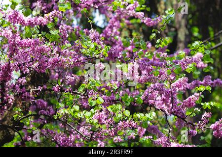 Europäischer Cercis oder Judas-Baum oder europäischer Scharlach. Nahaufnahme der rosa Blumen von Cercis siliquastrum. Cercis ist ein Baum oder Sträucher, Stockfoto