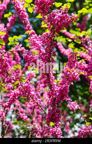 Europäischer Cercis oder Judas-Baum oder europäischer Scharlach. Nahaufnahme der rosa Blumen von Cercis siliquastrum. Cercis ist ein Baum oder Sträucher, Stockfoto