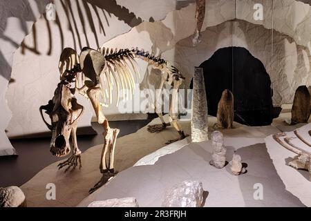 Das Skelett eines Höhlenbären im Museum der Grafschaft Mark im Schloss Altena, Altena, Deutschland Stockfoto