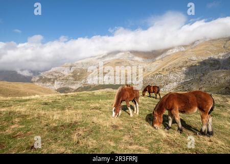 Herde von Pferden auf den Pisten von Punta de la Cuta, westlichen Täler, Pyrenäen, Provinz Huesca, Aragón, Spanien, Europa. Stockfoto