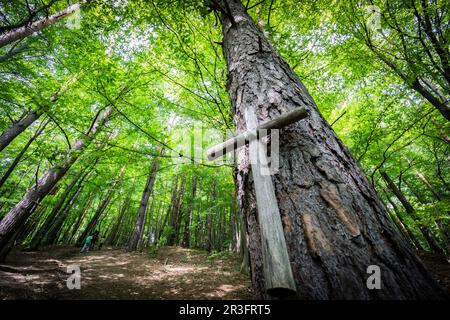 cruz votiva en el bosque, subida a la iglesia de madera, Ulucz, valle del rio San, voivodato de la Pequeña Polonia, Cárpatos, Polonia, europe. Stockfoto