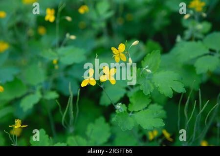 Großelandine, gelbe Wildblumen, Nahaufnahme. Chelidonium majus ist eine giftige, blühende Heilpflanze der Familie Papav Stockfoto