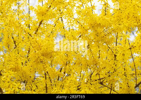 Forsythia-Blüten schließen sich. Blühender Osterbaum im Garten. Frühlingsgelbe Tapete mit Blumenmuster. Goldene Blumen aus Forsythia-Busch Stockfoto