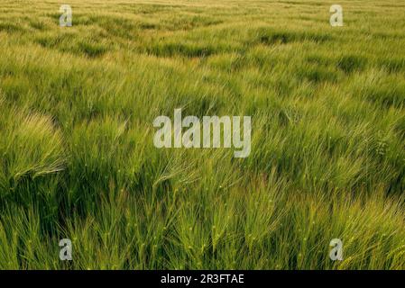 Feld der bärtigen Gerste im hellen Morgenlicht. Es ist ein Mitglied der Grasfamilie und des Getreidekorns. Stockfoto
