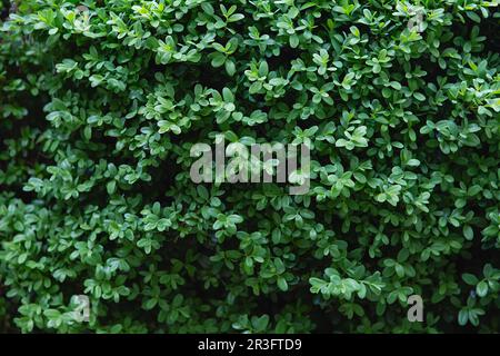 Grün hinterlässt einen Buschhintergrund. Grünes Banyan Tree ( Ficus annulata Blume ), Sträucher zur Gartendekoration, Internet grre Stockfoto