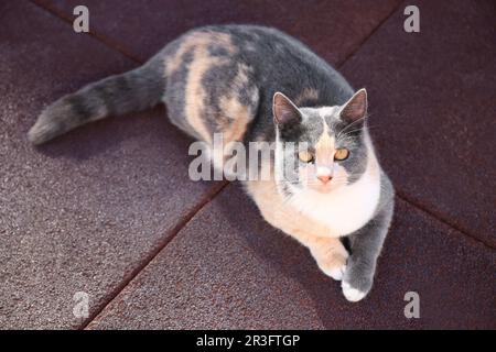 Wunderschöne Kalico-Katze, die draußen auf Gummi-Fliesen liegt. Streunendes Tier Stockfoto