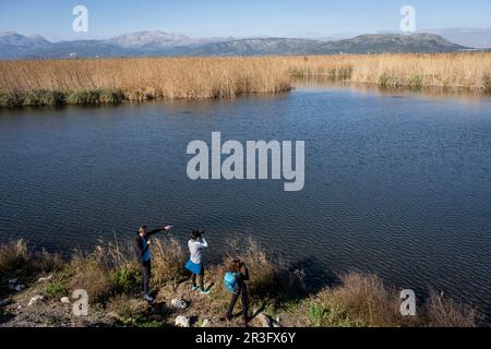 Amarador, albufera de mallorca, Mallorca, Balearen, Spanien. Stockfoto