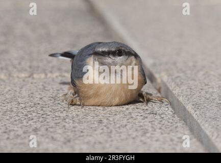 Nuthatch, Wahnbach-Damm, NRW, Rhein-Sieg Stockfoto