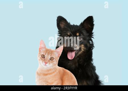 Fröhliche Haustiere. Süßer, langhaariger Hund und Katze auf hellblauem Hintergrund Stockfoto