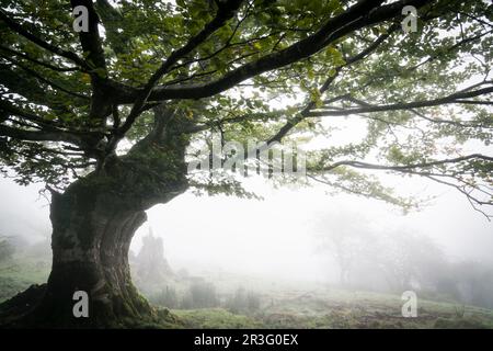 Riaza, Fagus Sylvaticus, Parque natural Gorbeia, Alava - Vizcaya, Euzkadi, Spanien. Stockfoto