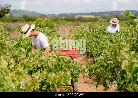 Vendimia de uva Premsal, Finca de Camí de Felanitx, Celler Mesquida-Mora, Porreres, Mallorca, Balearen, Spanien. Stockfoto