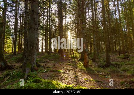 Sonnige Waldbäume in der Schwarzwaldlandschaft im Herbst in Deutschland Stockfoto