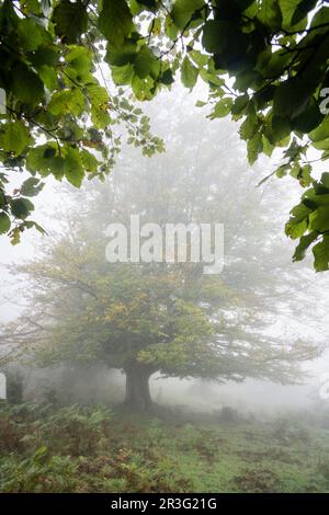 Riaza, Fagus Sylvaticus, Parque natural Gorbeia, Alava - Vizcaya, Euzkadi, Spanien. Stockfoto