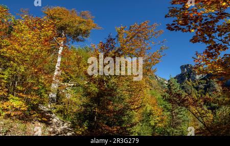 La Ripareta, Cañon de Añisclo, Parque Nacional de Ordesa y Monte Perdido, Comarca del Sobrarbe, Huesca, Aragón, Cordillera de Los Pirineos, Spanien. Stockfoto