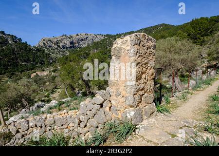 Possessio de muntanya und Oliven, Bunyola, Mallorca, Balearen, Spanien. Stockfoto