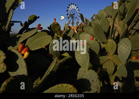 Molino de Agua para Extraccion (s. XIX-XX). Cami de Sa pedra rodona.Campos.Comarca de Migjorn. Mallorca. Balearen. España. Stockfoto