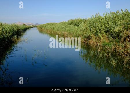 torrente de Muro, Parque natural s'Albufera de Mallorca, términos municipales de Muro y sa Pobla. Mallorca, balearen, spanien, europa. Stockfoto