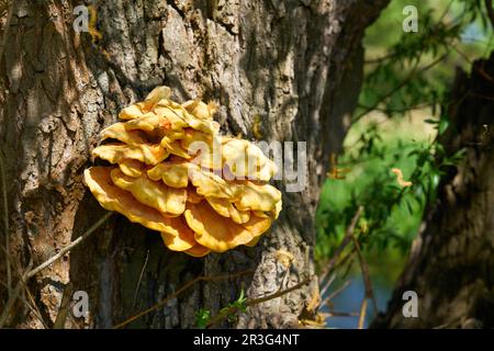 Hellgelber gemeiner Schwefelpilz Laetiporus sulfureus auf dem Stamm einer alten Weide Stockfoto