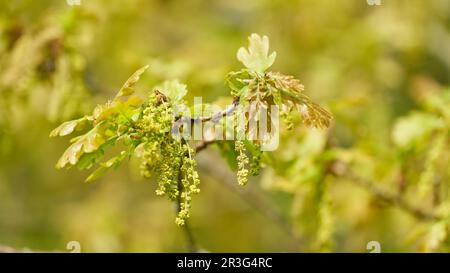 Blütenstand und junge Blätter einer englischen Eiche, Stieleiche, Quercus robur im Frühjahr in einem Park Stockfoto