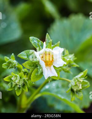 Blühende Erdbeeren mit Tautropfen auf einem Bio-Bauernhof Stockfoto