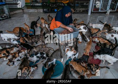 Bogor, Indonesien. 23. Mai 2023. DITA Agusta gibt Katzen am 23. Mai 2023 Futter in Rumah Kucing Parung, einem Heim für kranke und verletzte verlassene Katzen in Bogor, West-Java, Indonesien. DITA gründete 2014 das Heim für streunende und verlassene Katzen und kümmert sich dort um mehr als 800 Katzen. (Foto: ANDI M RIDWAN/INA Photo Agency/Sipa USA) Guthaben: SIPA USA/Alamy Live News Stockfoto