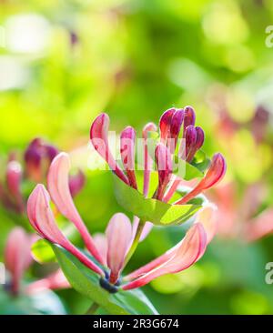 Geißblatt Knospen und Blumen Lonicera Etrusca Santi caprifolium, woodbine in Blüte. Blumenhintergrund Stockfoto