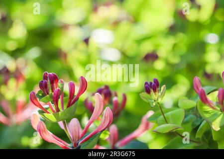 Geißblatt Knospen und Blumen Lonicera Etrusca Santi caprifolium, woodbine in Blüte. Blumenhintergrund Stockfoto