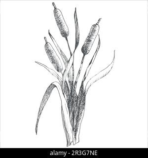 Cattail, Bulrush Illustration, handgezeichnet, Tinte, Strichzeichnungen, vektor. Schwarz-Weiß-Clip Art isoliert. Antike Vintage-Gravur für das Emblem Stock Vektor