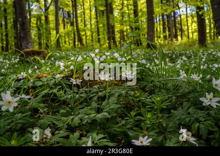 Im Buchenwald blühen Holzanemonen Stockfoto