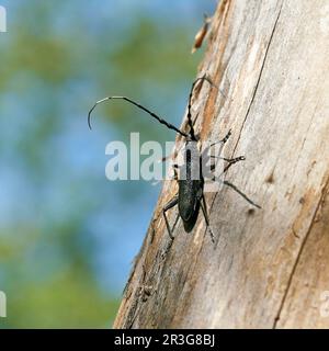 Capricornkäfer Cerambyx scopolii an einem Baumstamm in einem Wald in Deutschland Stockfoto