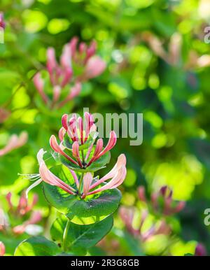 Blumenhintergrund. Rosa Geißblatt-Knospen und Blumen in einem sonnigen Garten. Lonicera caprifolium, woodbine in Blüte. Stockfoto