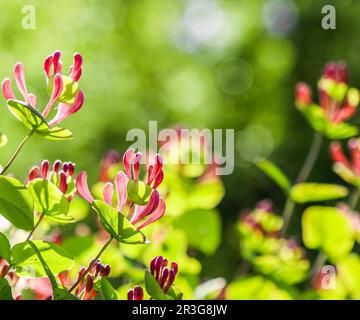 Blumenhintergrund. Rosa Geißblatt-Knospen und Blumen in einem sonnigen Garten. Lonicera caprifolium, woodbine in Blüte. Stockfoto