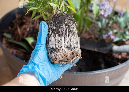 Bereit, eine Pflanze zu Pflanzen. Sämling mit entwickelten Wurzeln Stockfoto