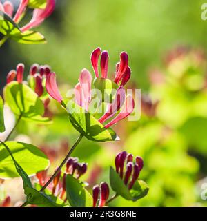 Blumenhintergrund. Rosa Geißblatt-Knospen und Blumen in einem sonnigen Garten. Lonicera caprifolium, woodbine in Blüte. Stockfoto