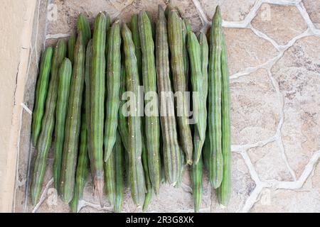 Superfood Moringa-Trommelstöcke nach der Ernte Stockfoto