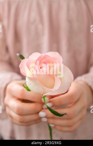 Weibliche Hand in rosafarbener Bluse mit zarter rosafarbener Rose. Minimale trendige Komposition. Abstrakte Kunstidee. Romantische pastellrosa Rosenfarbe Stockfoto