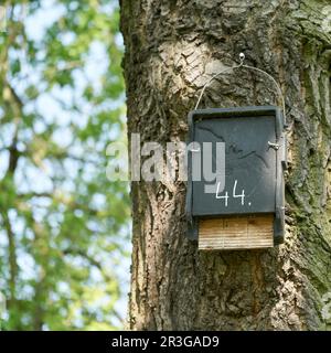 Fledermausspalte als Unterschlupf und Nistmöglichkeit für Fledermäuse in einem Park in der Nähe von Magdeburg in Deutschland Stockfoto