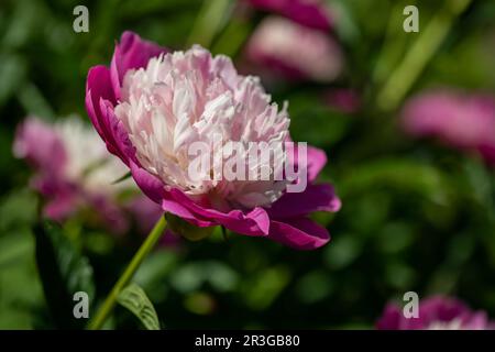 Einzelne Paeonia-Blume in einem Garten Stockfoto
