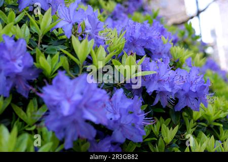 Ein erstaunlicher, niedrig wachsender immergrüner Strauch, der im Frühling mit blauen Blumen blüht. Es gedeiht in sonnigen Gegenden. Es ist als Zwergrhododendron klassifiziert. Sehr kleine Blätter Rhododendron-blauer Diamant Stockfoto