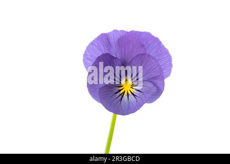 Viola cornuta isoliert auf weißem Hintergrund Stockfoto