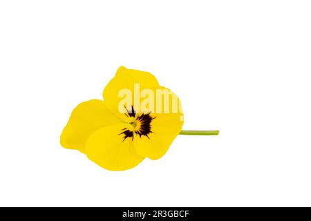 Viola cornuta isoliert auf weißem Hintergrund Stockfoto